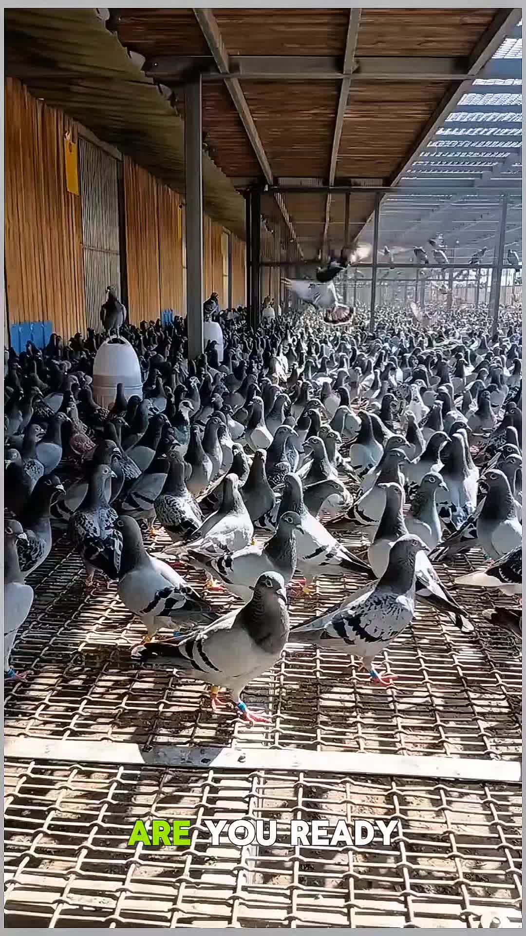 @TFRPL🕊️