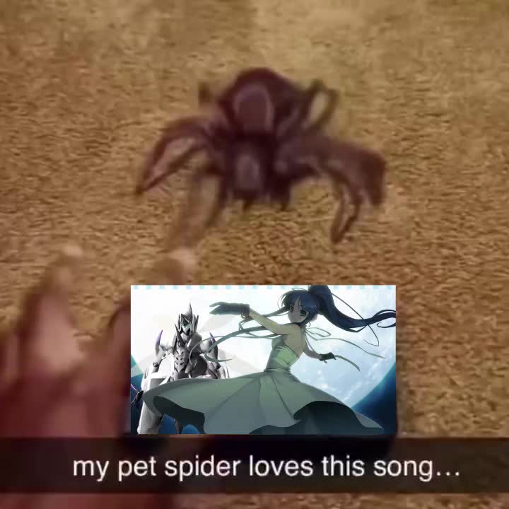 @reina