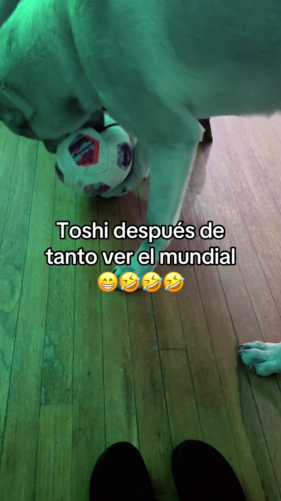 @Hello-Soy-TOSHI