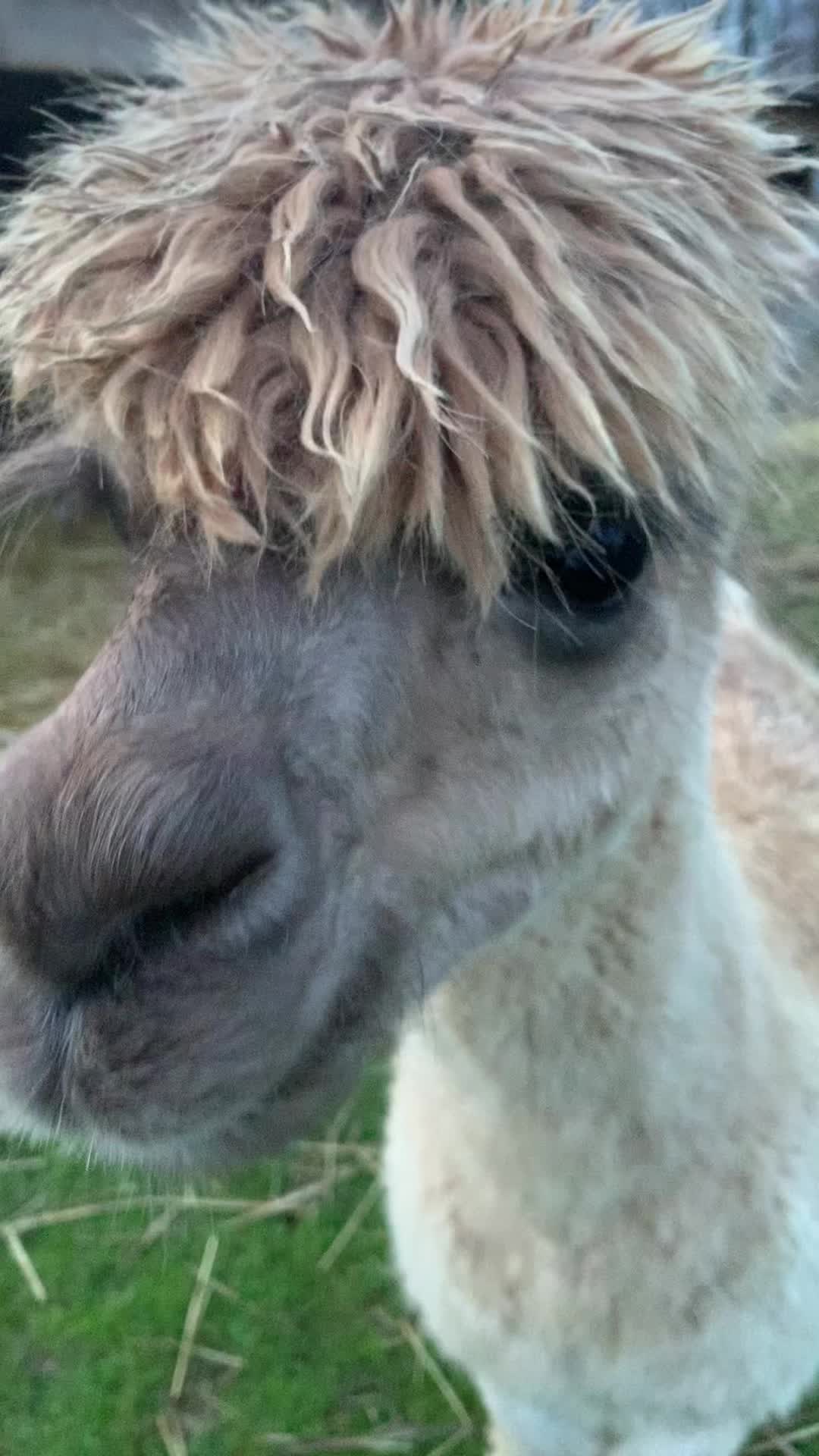 @Walnut Tree Farm