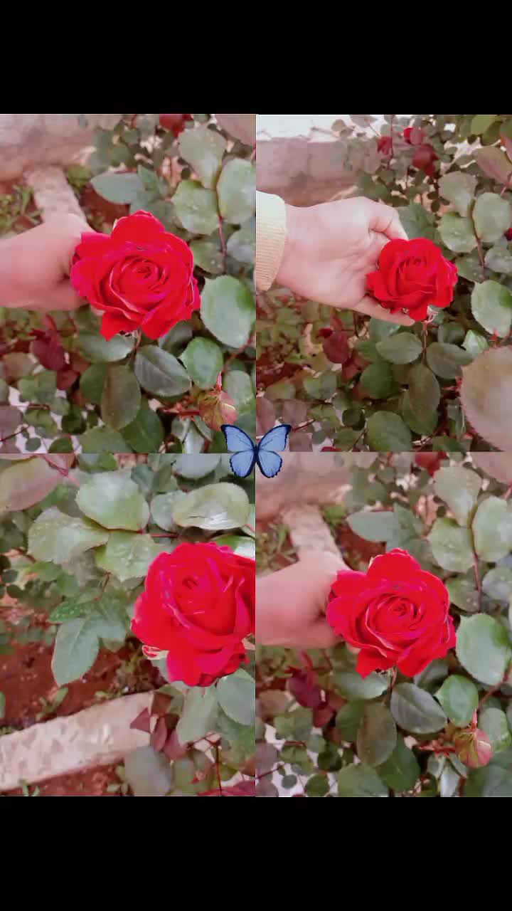 @بنت كردي