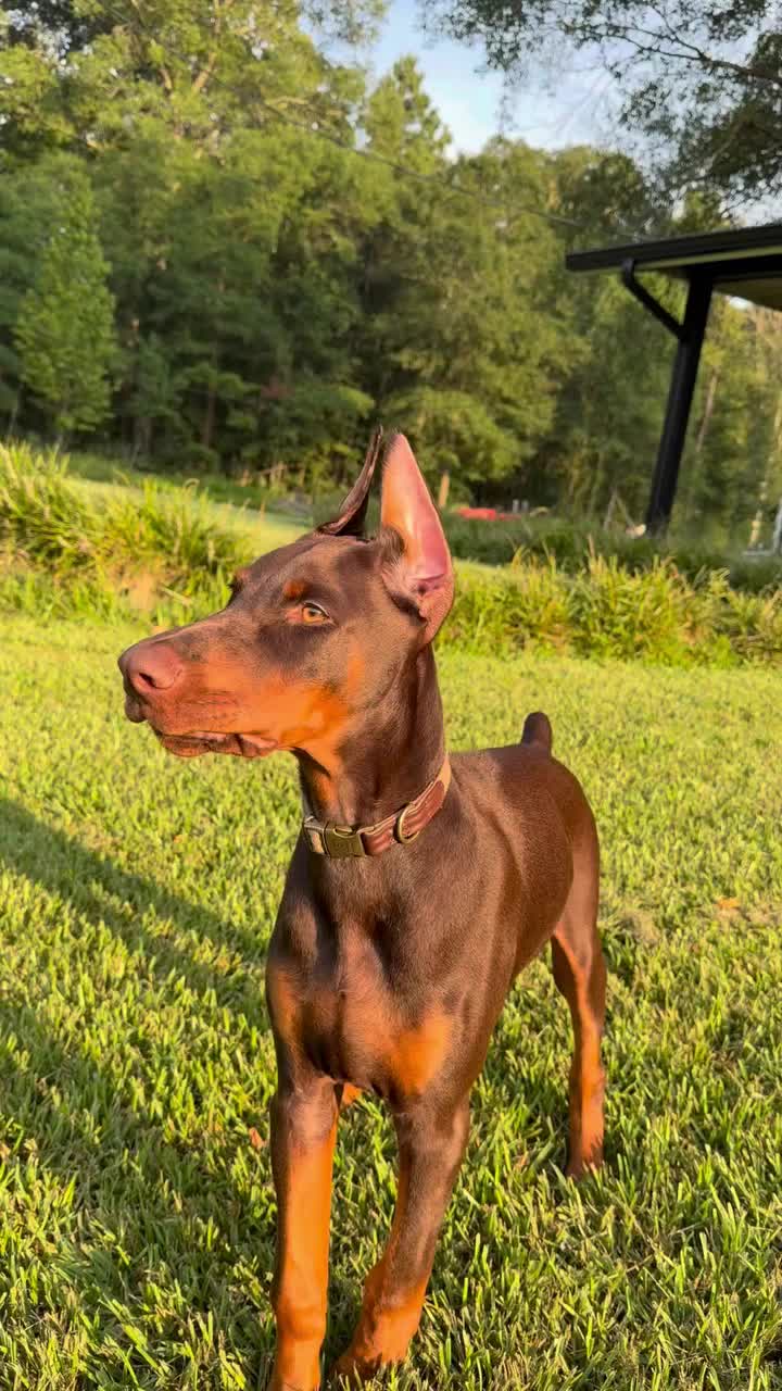 @Blakbone Mastiff Kennel