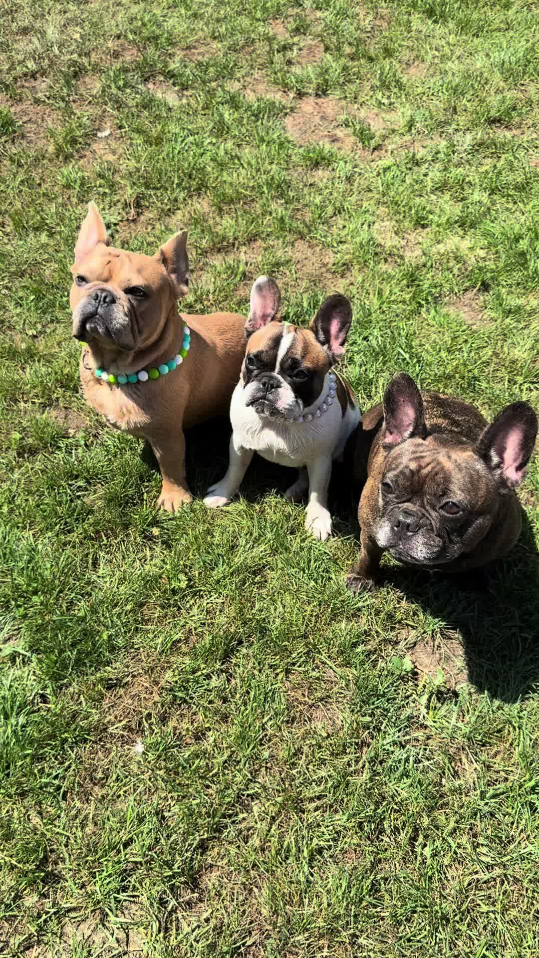 @Mia_french_bulldog