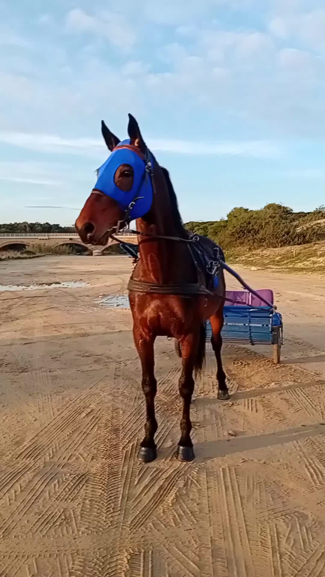 @rocco letizia ⚜️🐴