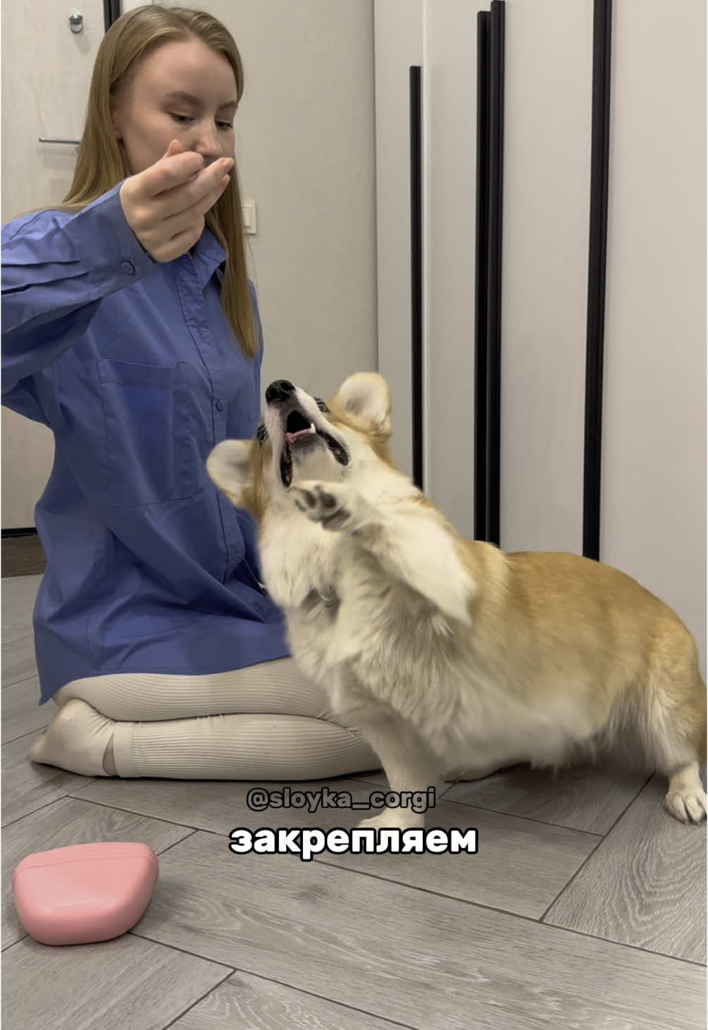 @Слойка корги
