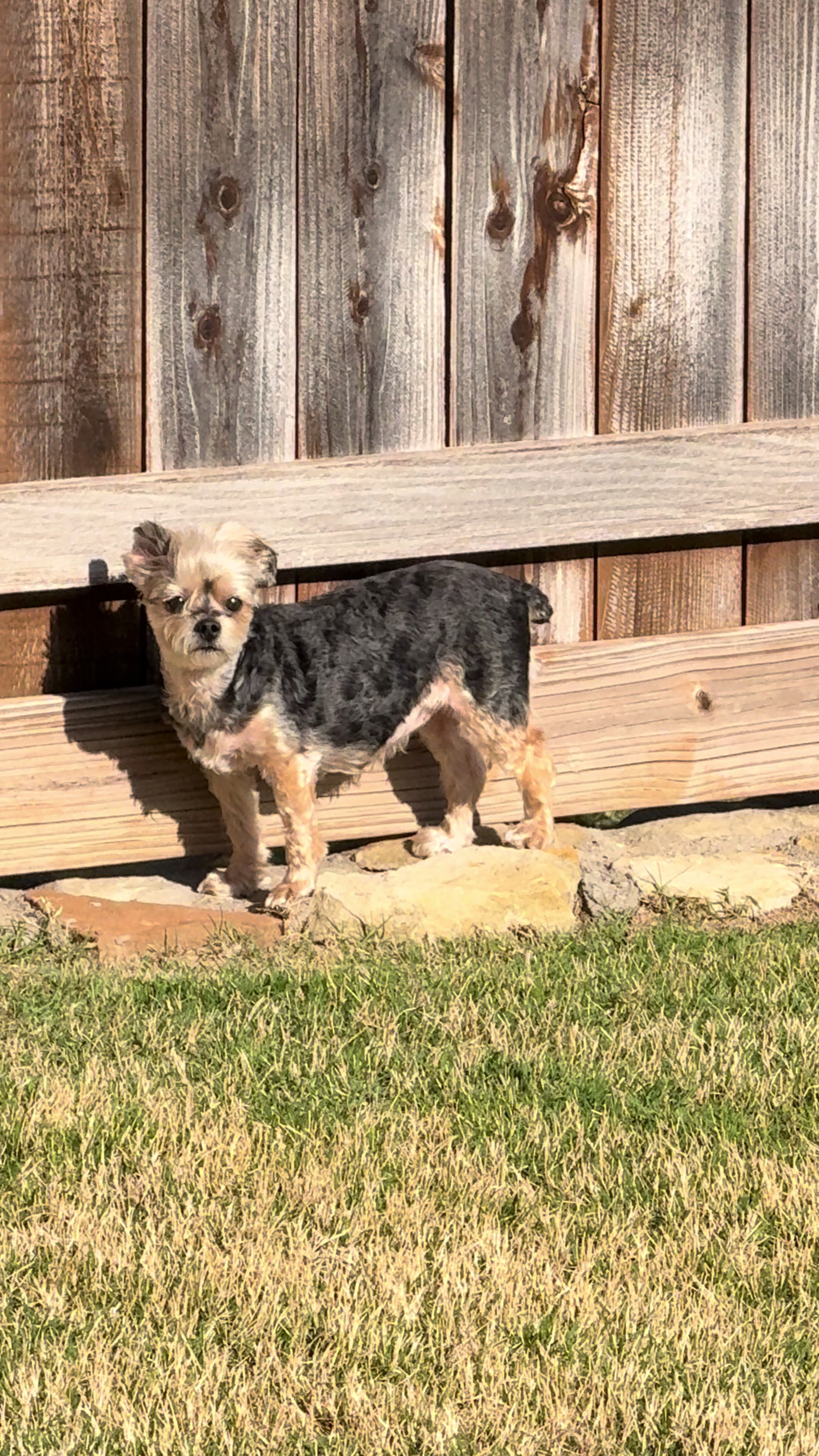@My_4_Yorkies