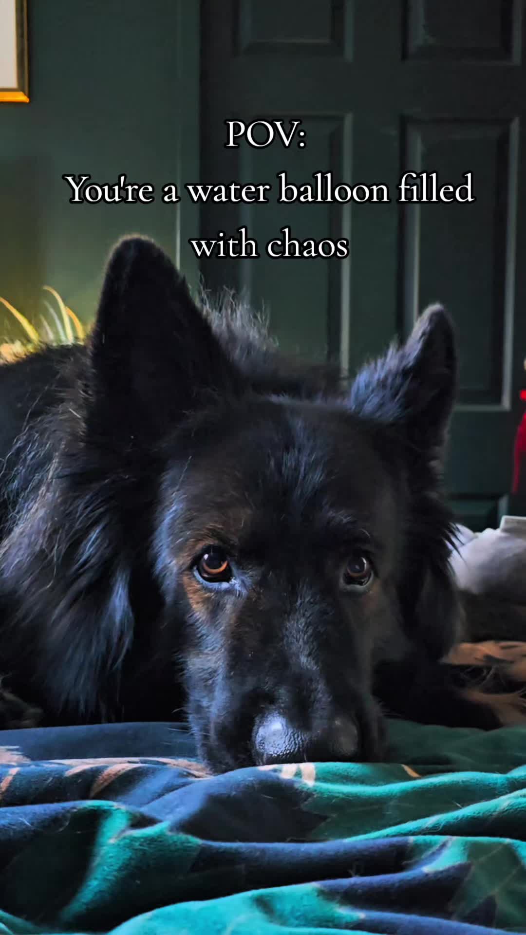 @Baloo_boy_gsd