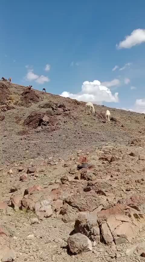 @jaam.RYK 1