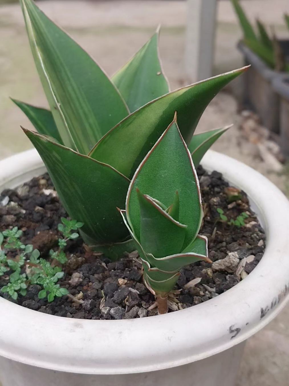 @AmeNursery
