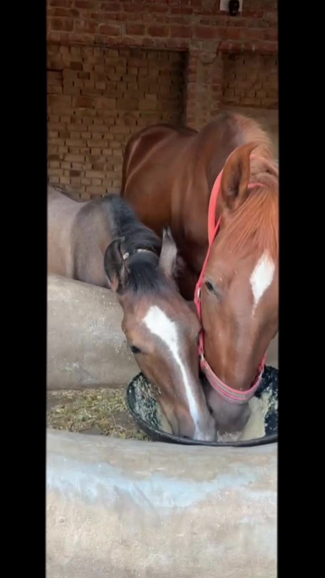 @Sham. dk🐎❣️