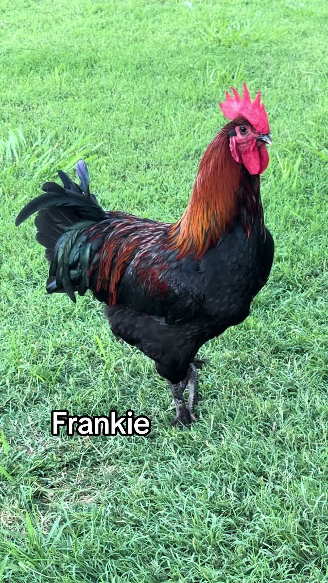 @NonniesFunnyFarm