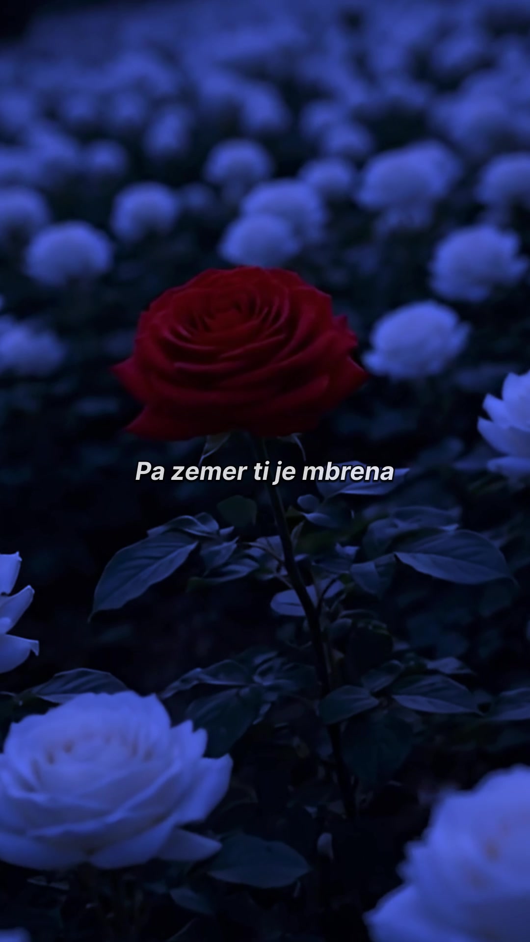 @Albanian Lyrics 🇦🇱