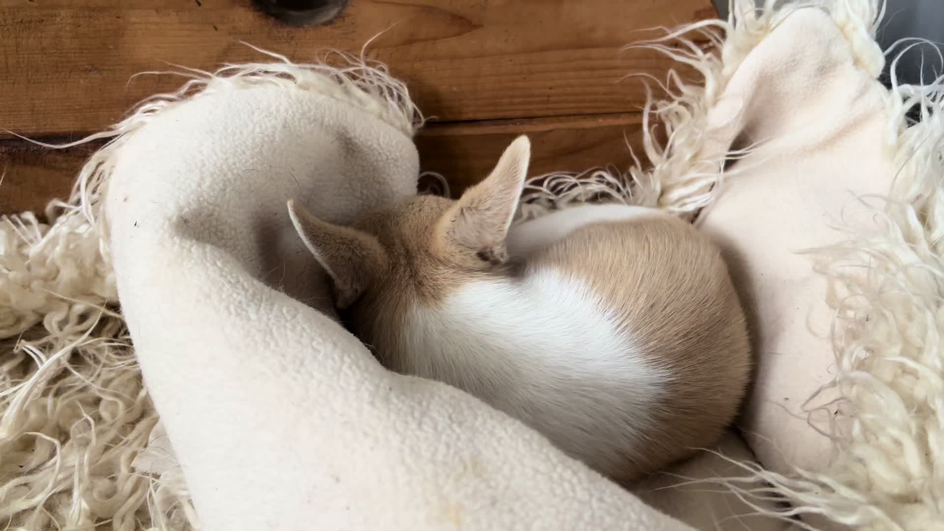 @Coldfeet-Huskies-Kaz