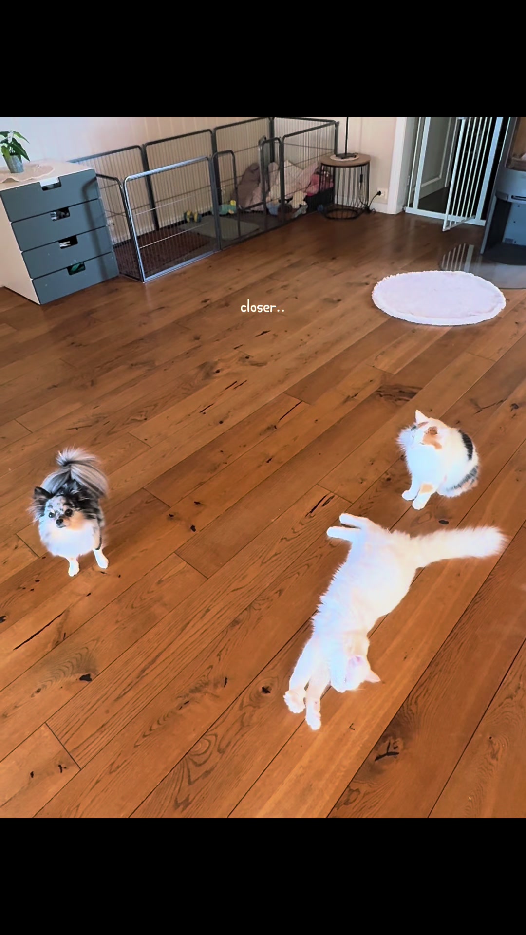 @Mia🐾🇳🇴