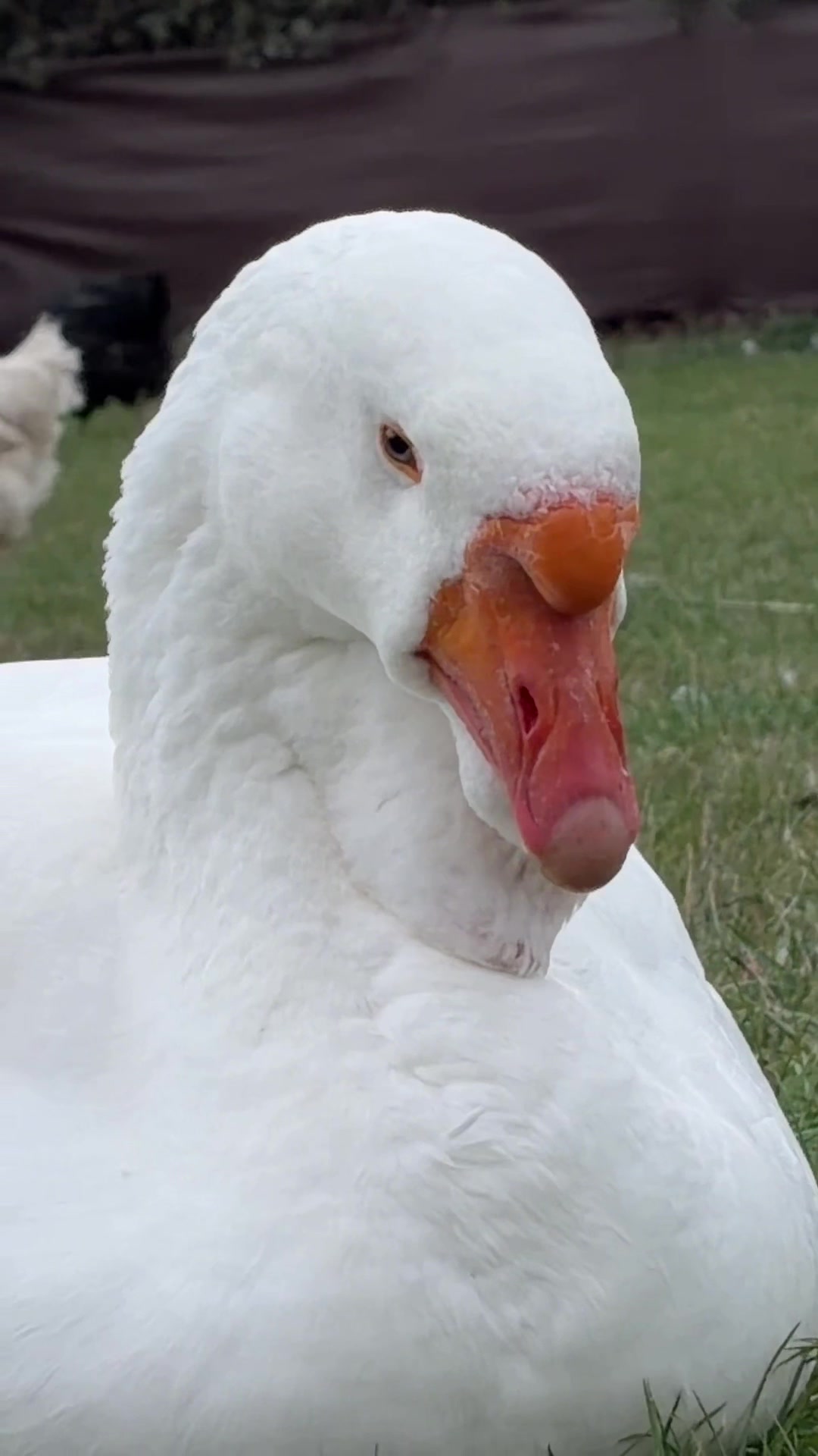@Willsbirdsanddogs