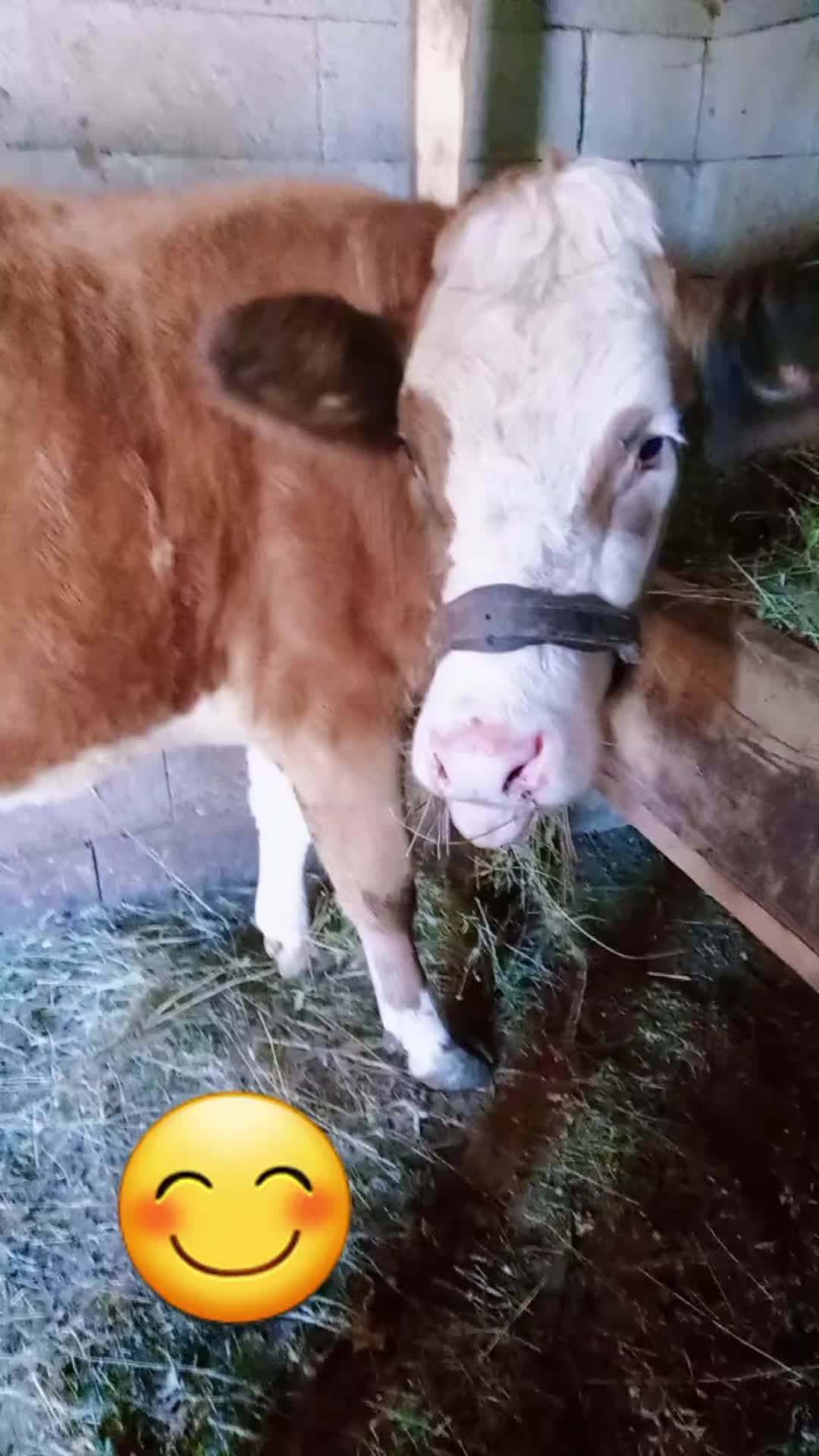 @Florica Lăcrimioara ❤️Aurel ♥️