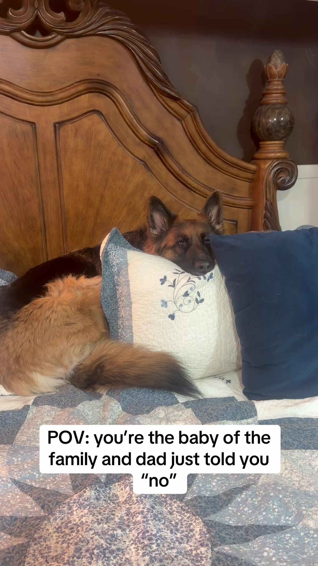 @ksdoggos