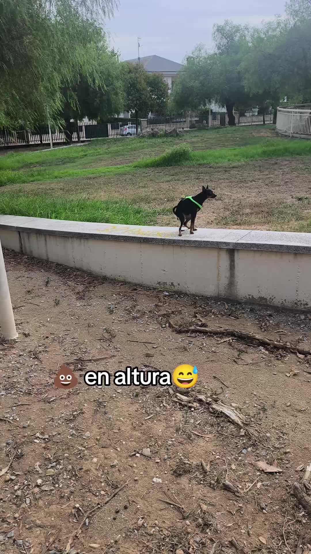 @Cuca