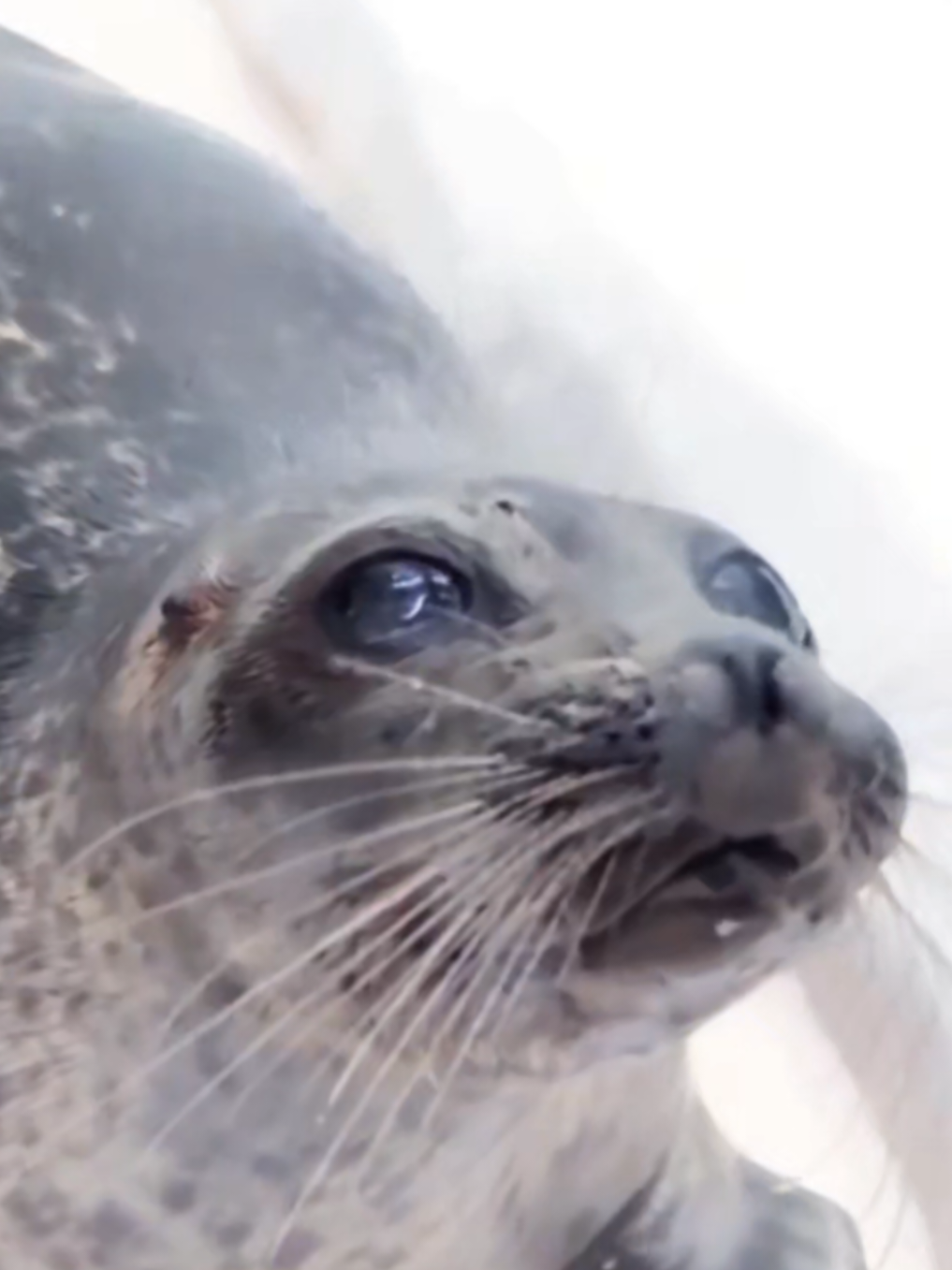 @🩷🎀 seal 🦭🩷