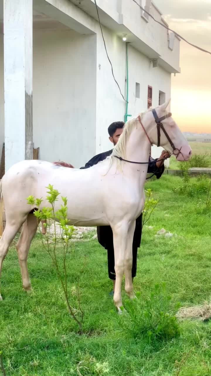 @Ch Hammad bokan ♥️🐎