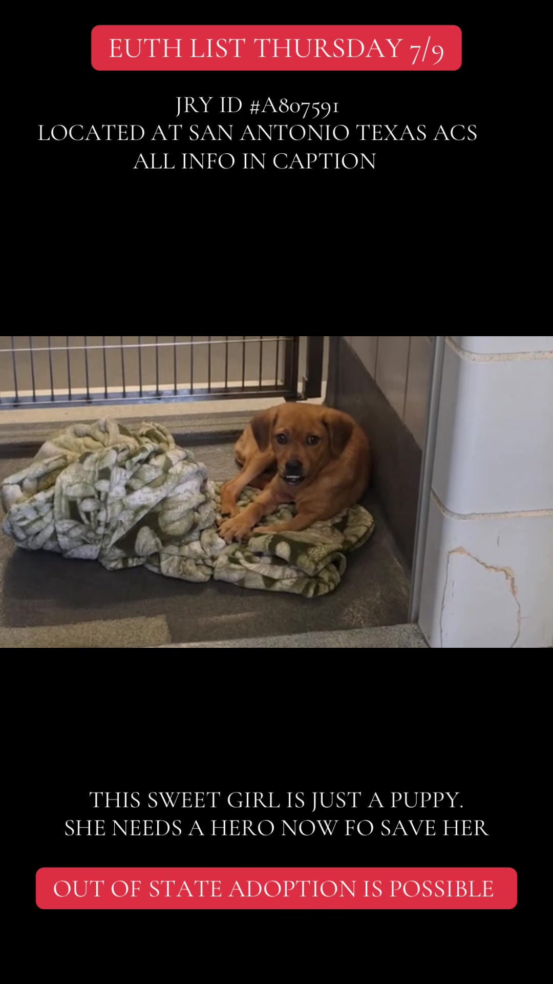@@rescuedogs911