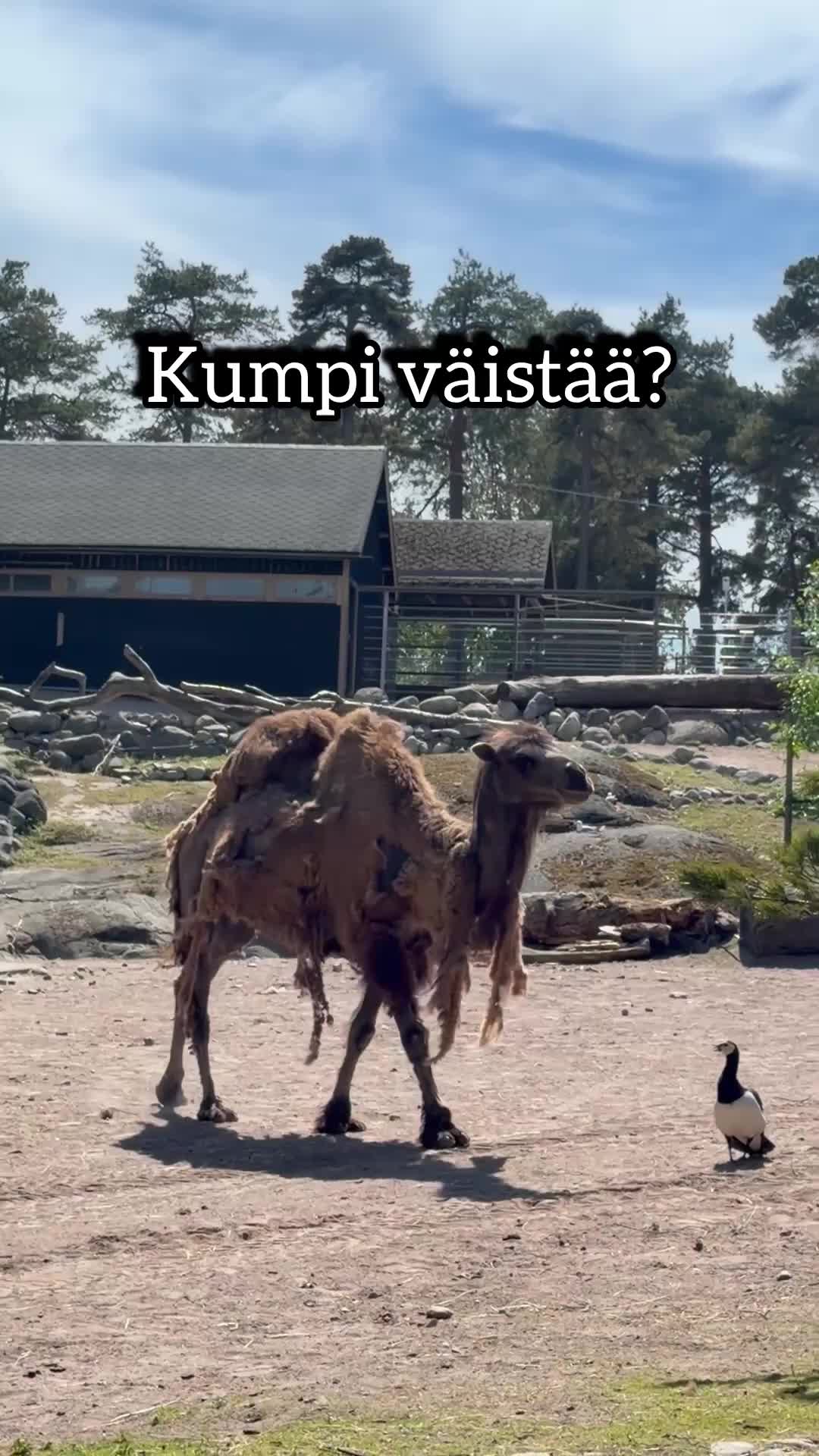 @Kolmiokuudelle
