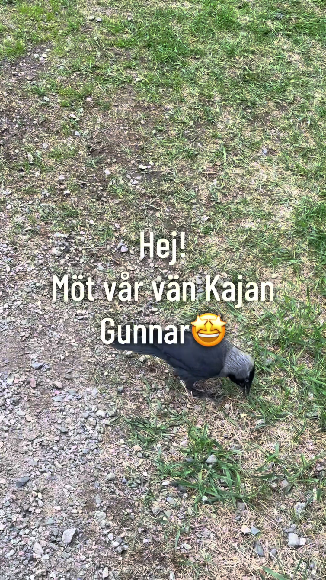 @dutch_lab_stories