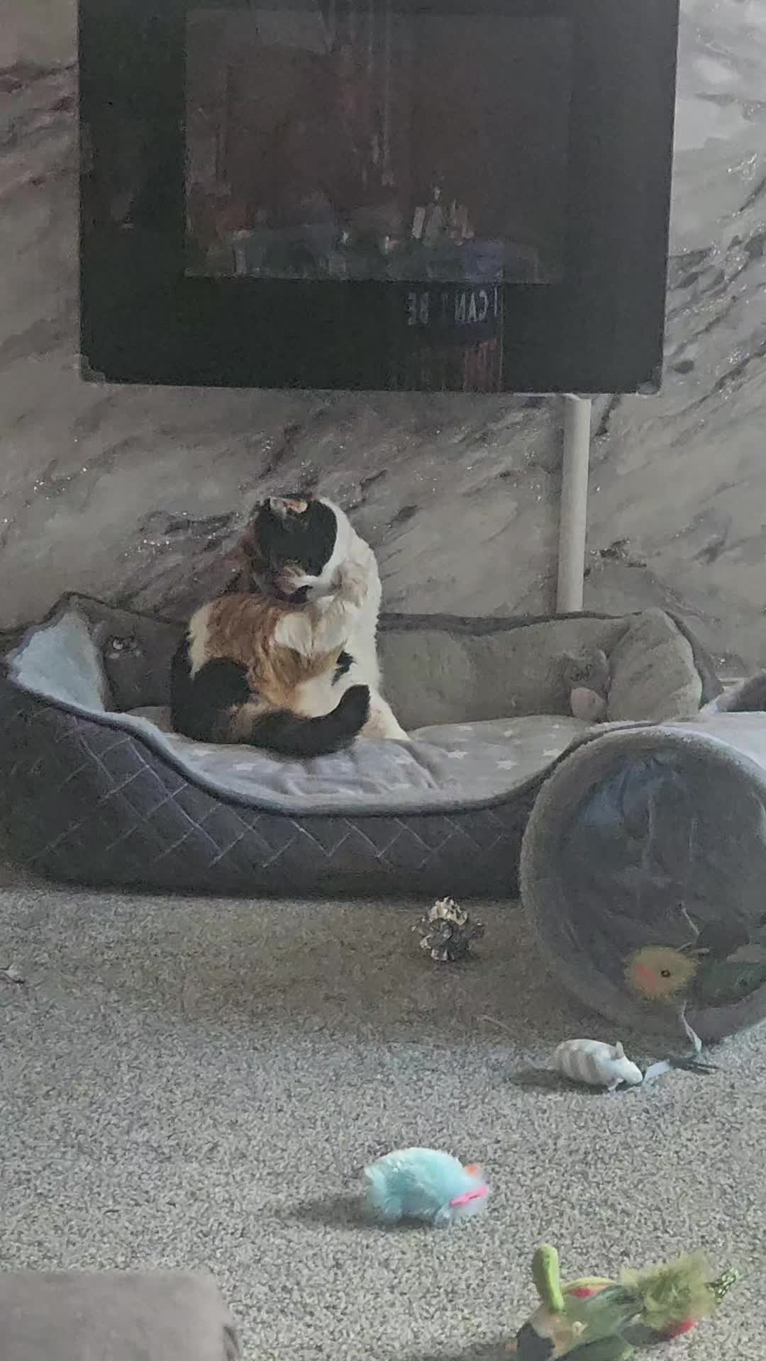 @🐾 LOLA CAT 🐾
