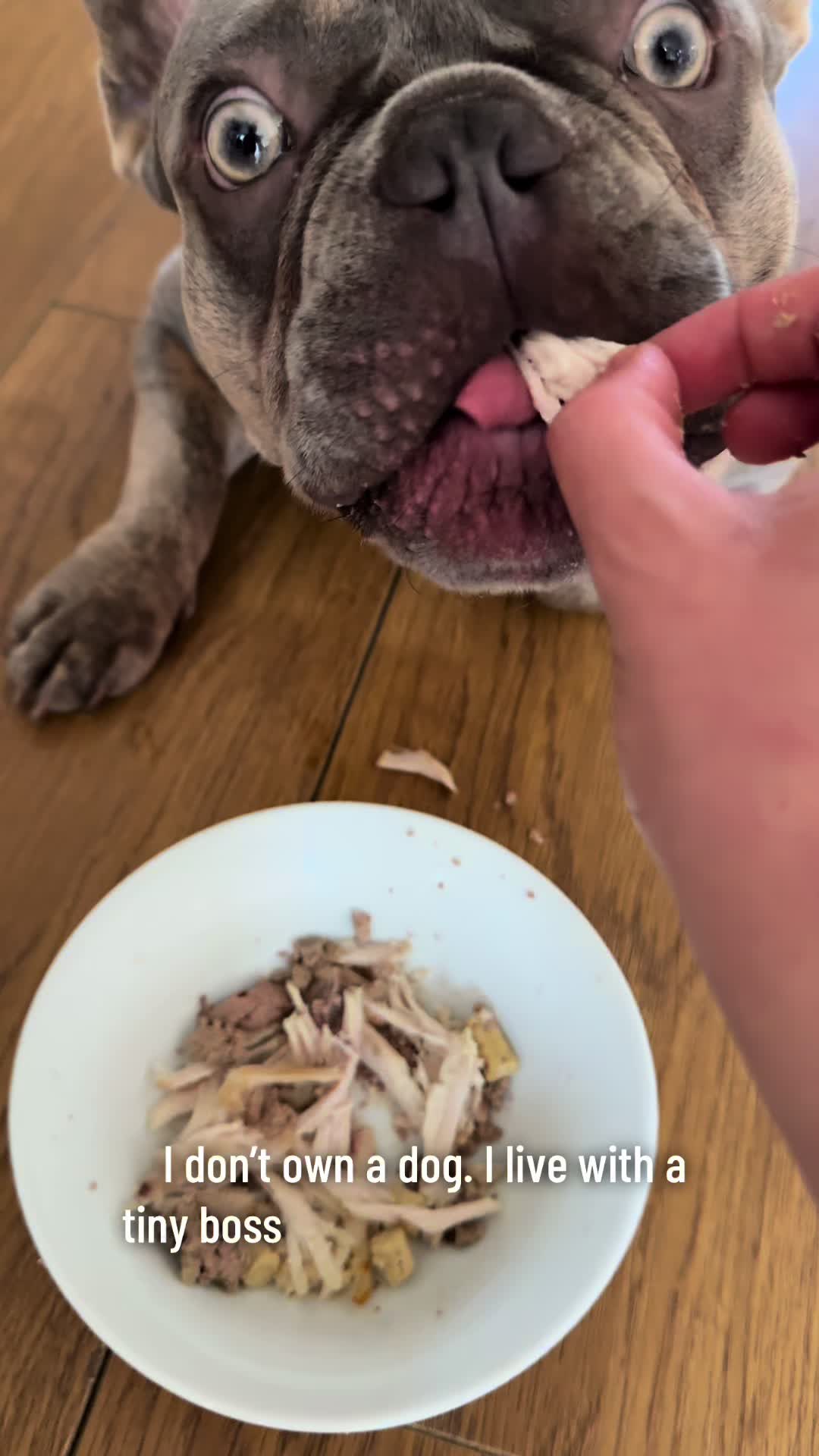 @Diablo the frenchie