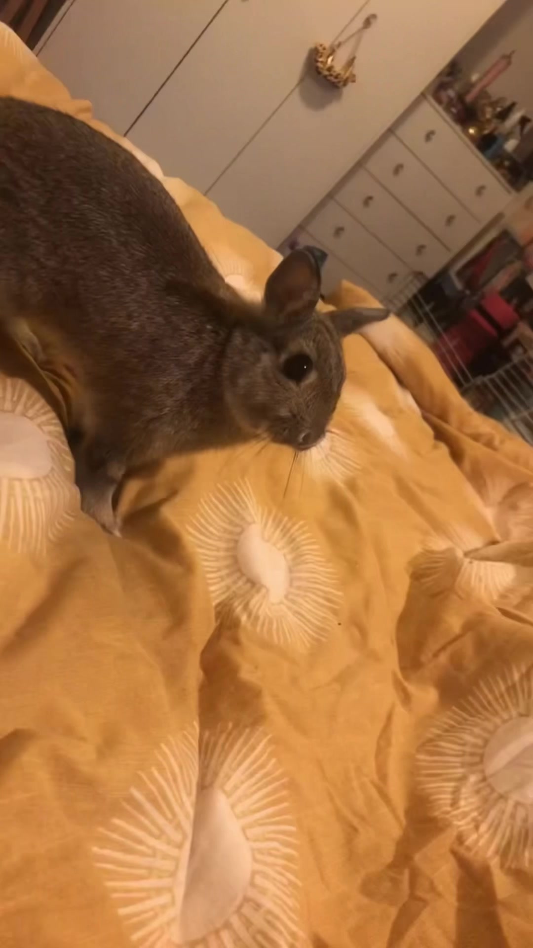 @Olive and Clem 🐰🐰