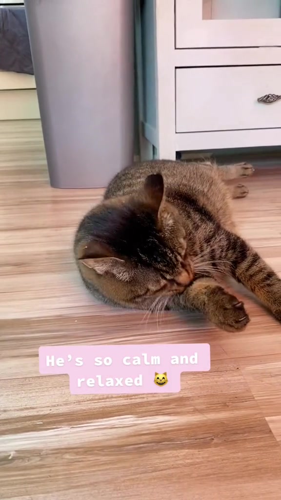@Joep_the_ rescuecat
