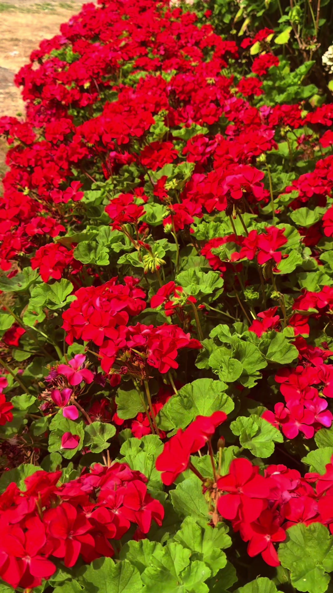 @🌺Flower’s Lover❤️