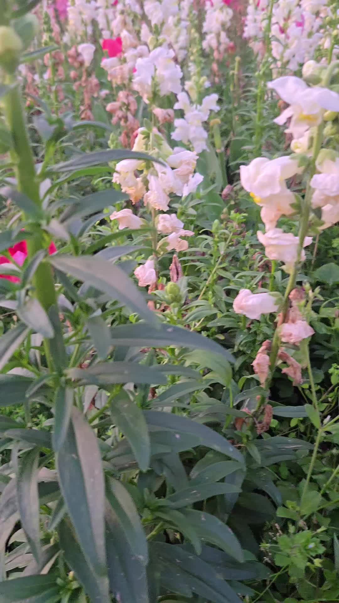 @Zagalo007