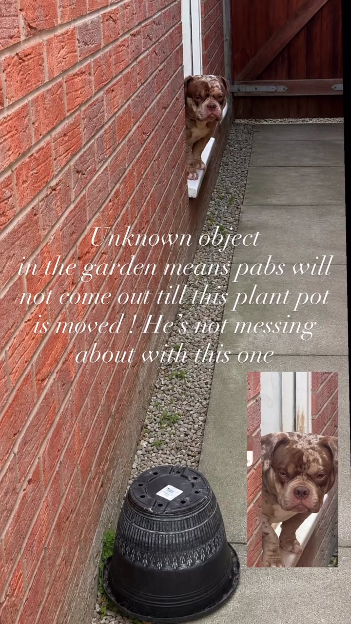 @pablothelittlebullydog