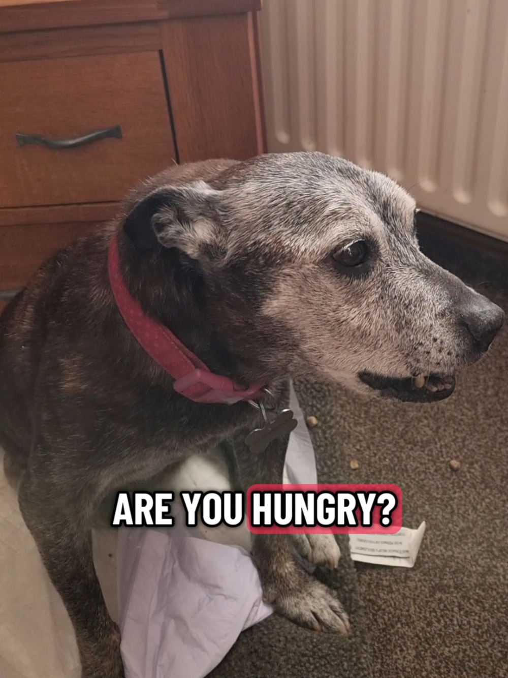 @Chloe The Staffy