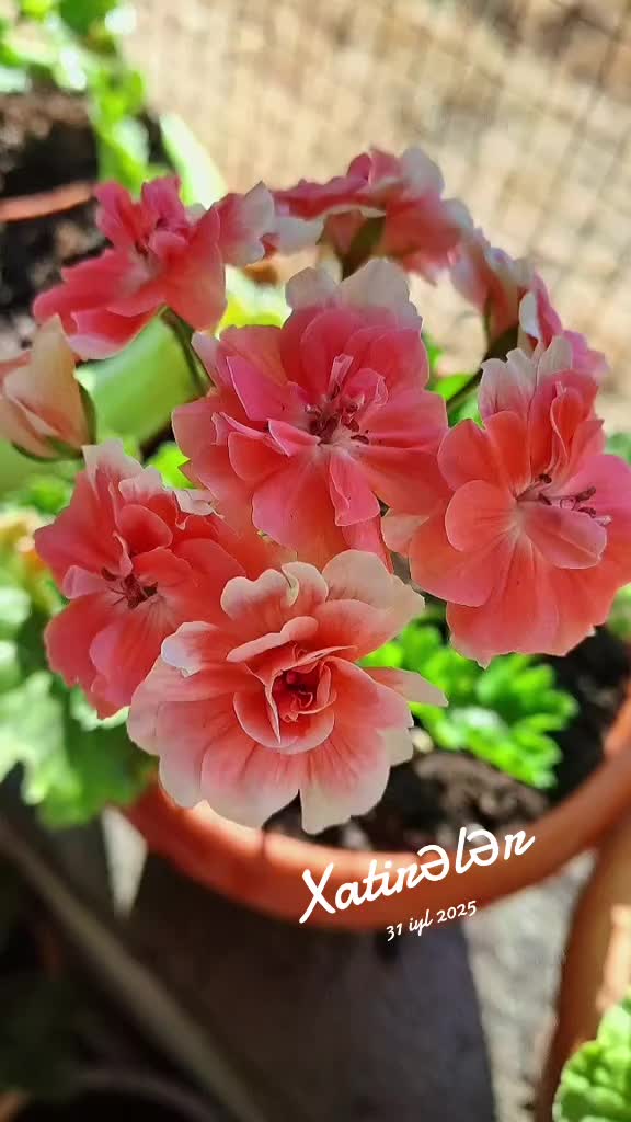 @Gül satışı🌸