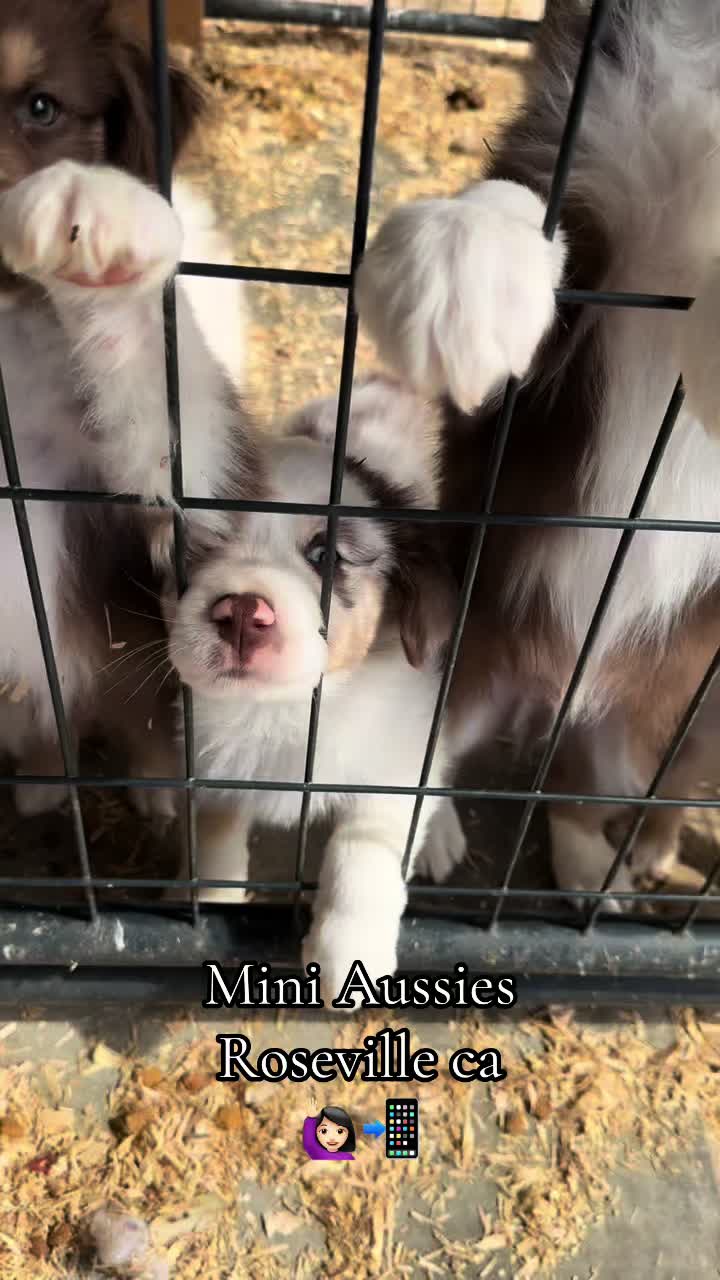 @sacramento__aussies916
