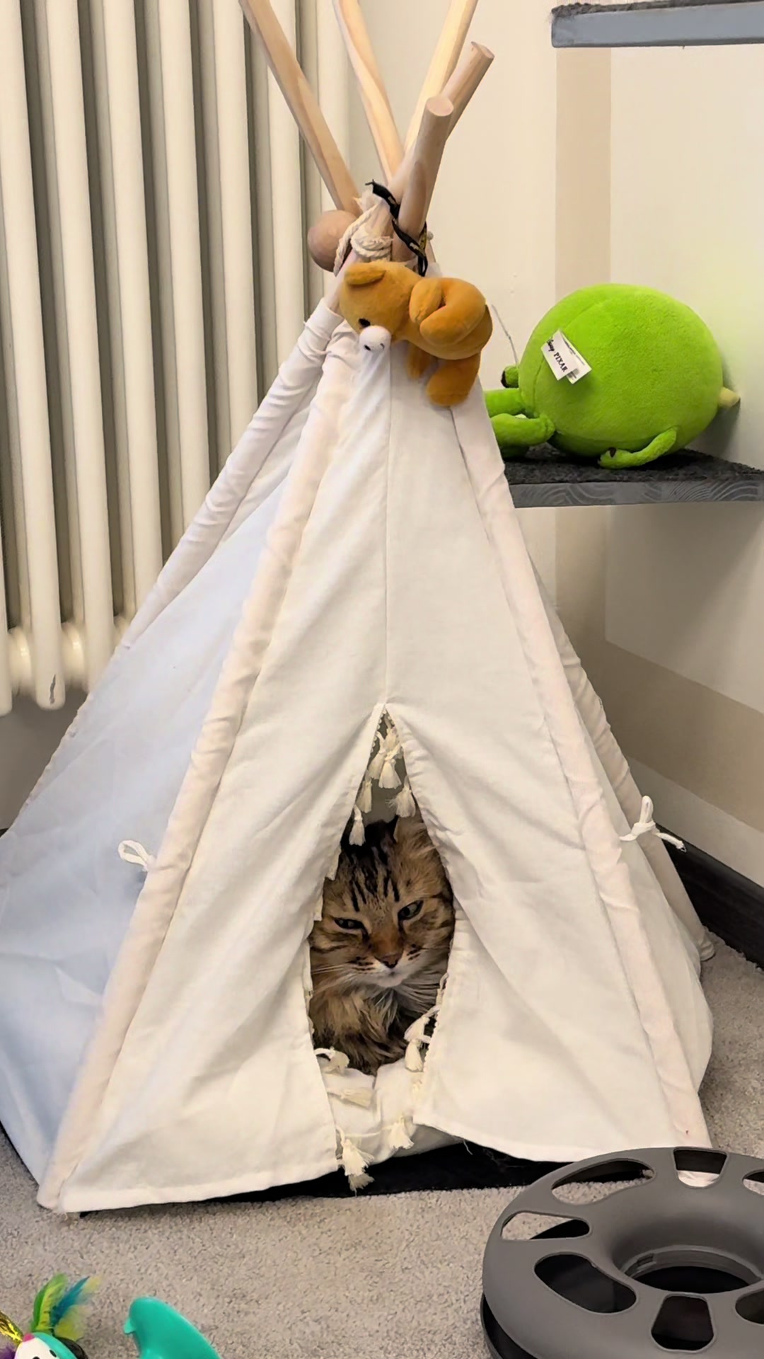 @Mike e Mendy Maine Coon