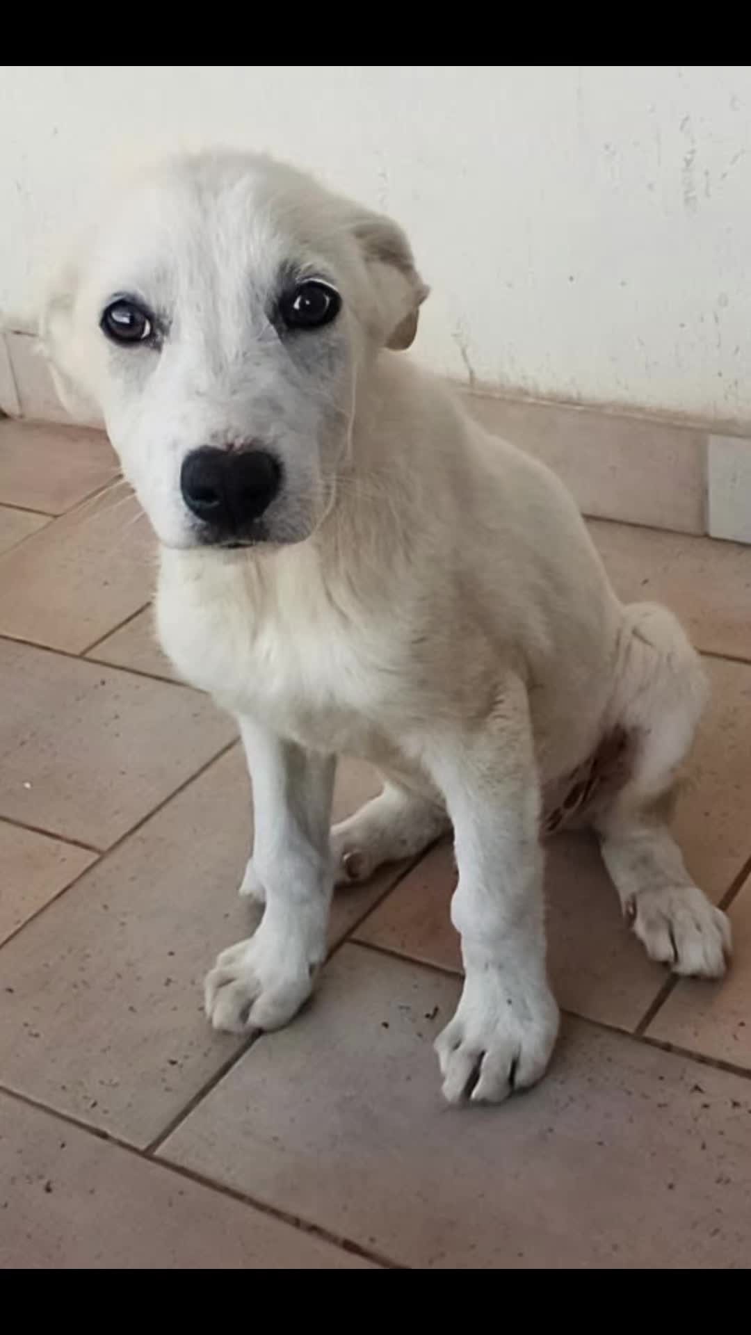 @Greek Animal Rescue