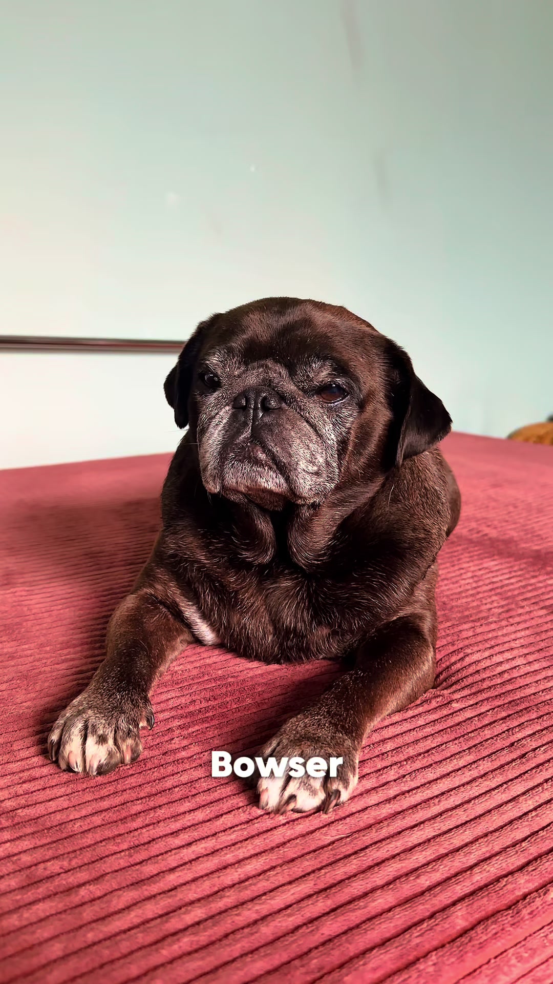 @CuppaPug