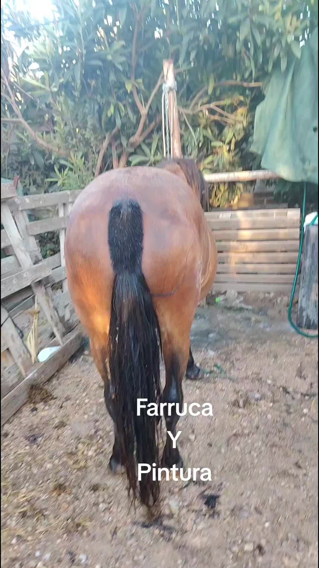 @dgz_65