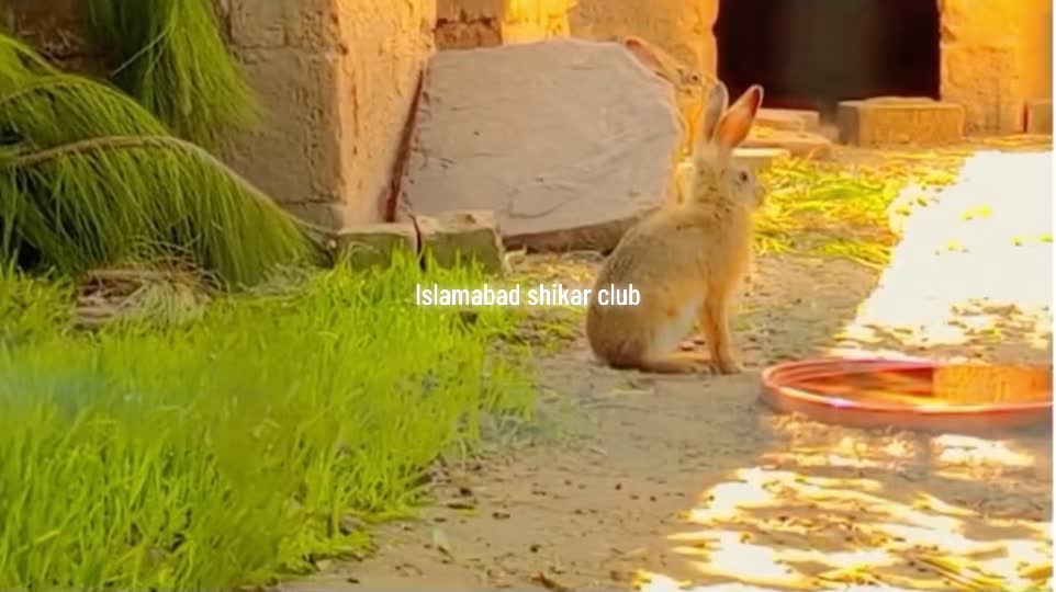 @Islamabad Shikar Club
