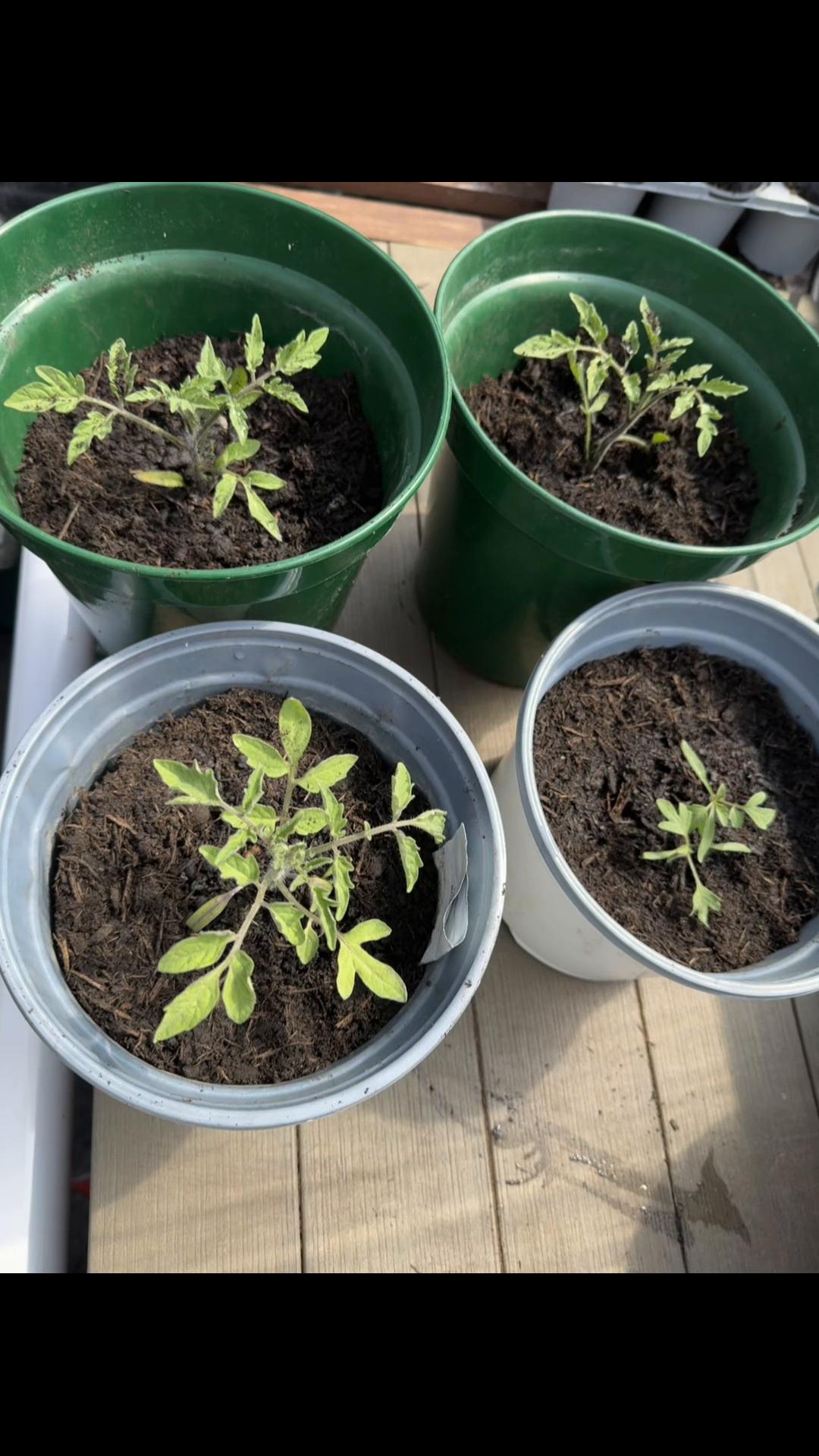 @grandadgreenhouse