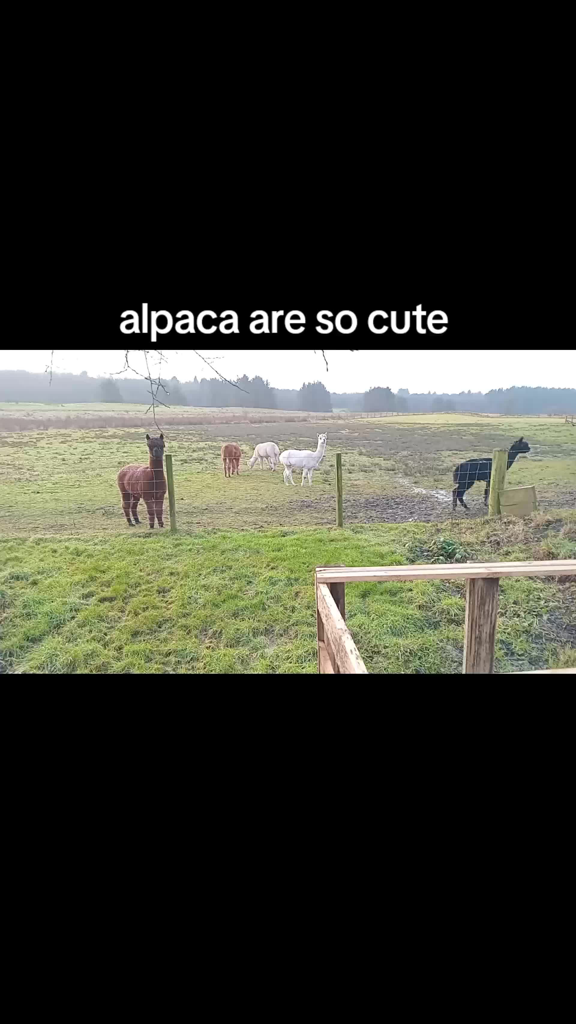 @random videos