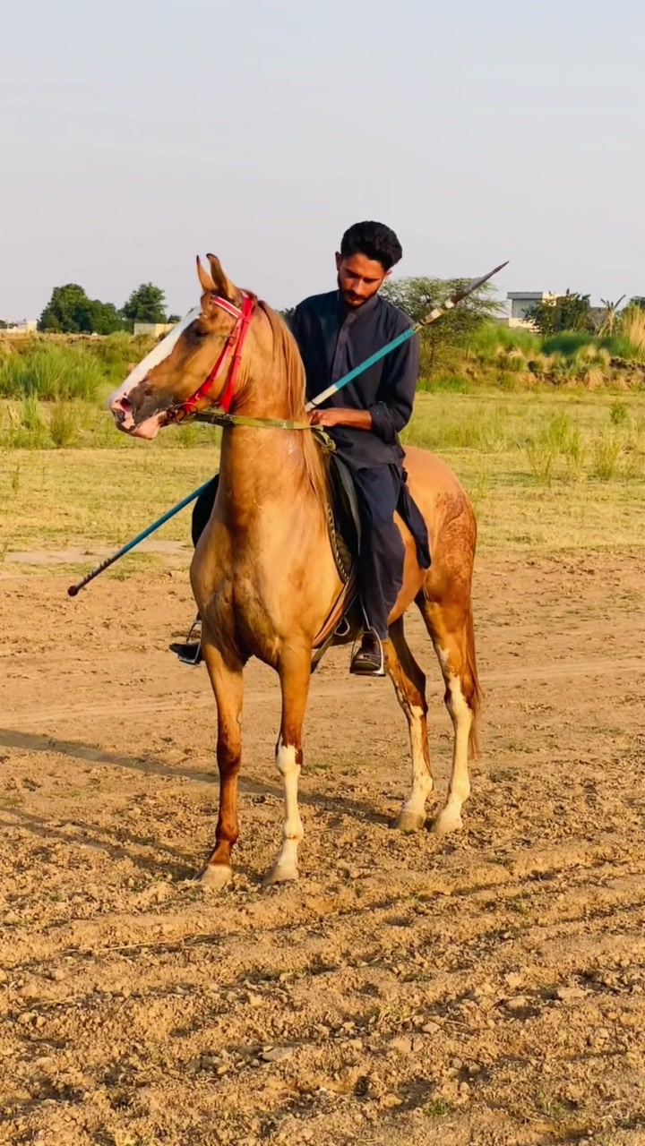@Ch Hammad bokan ♥️🐎