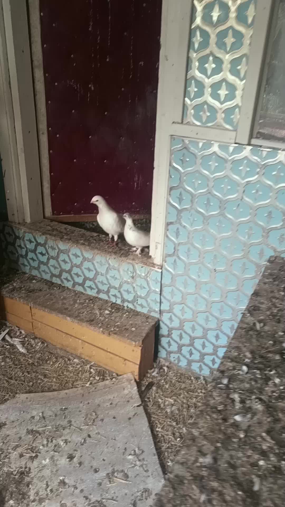 @Pigeon_which_unusual3
