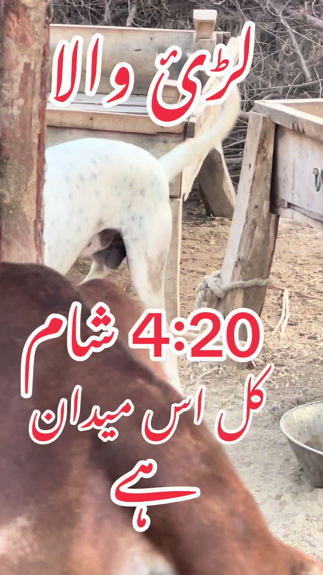 @missyousajjad