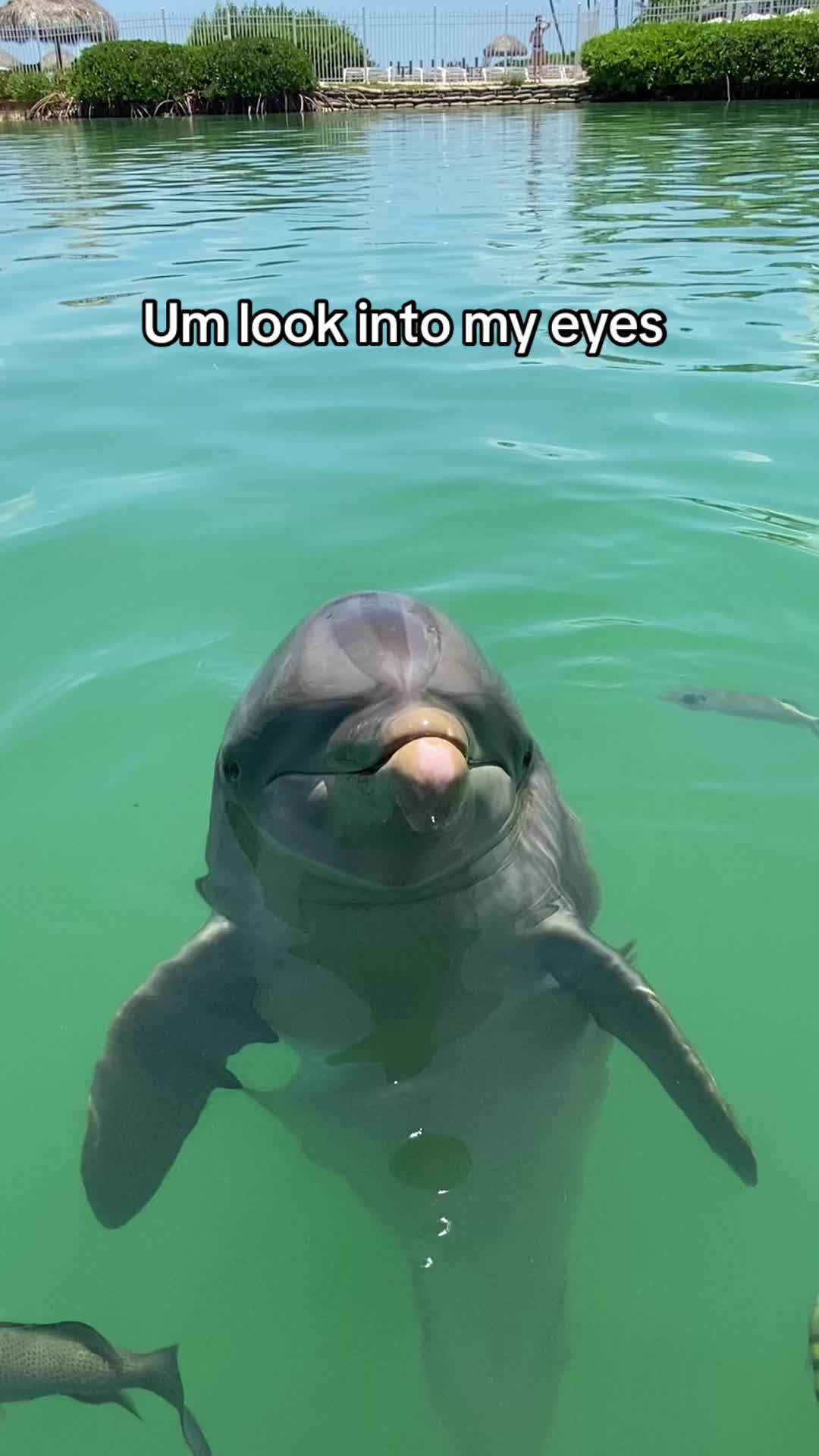 @dolphinconnection