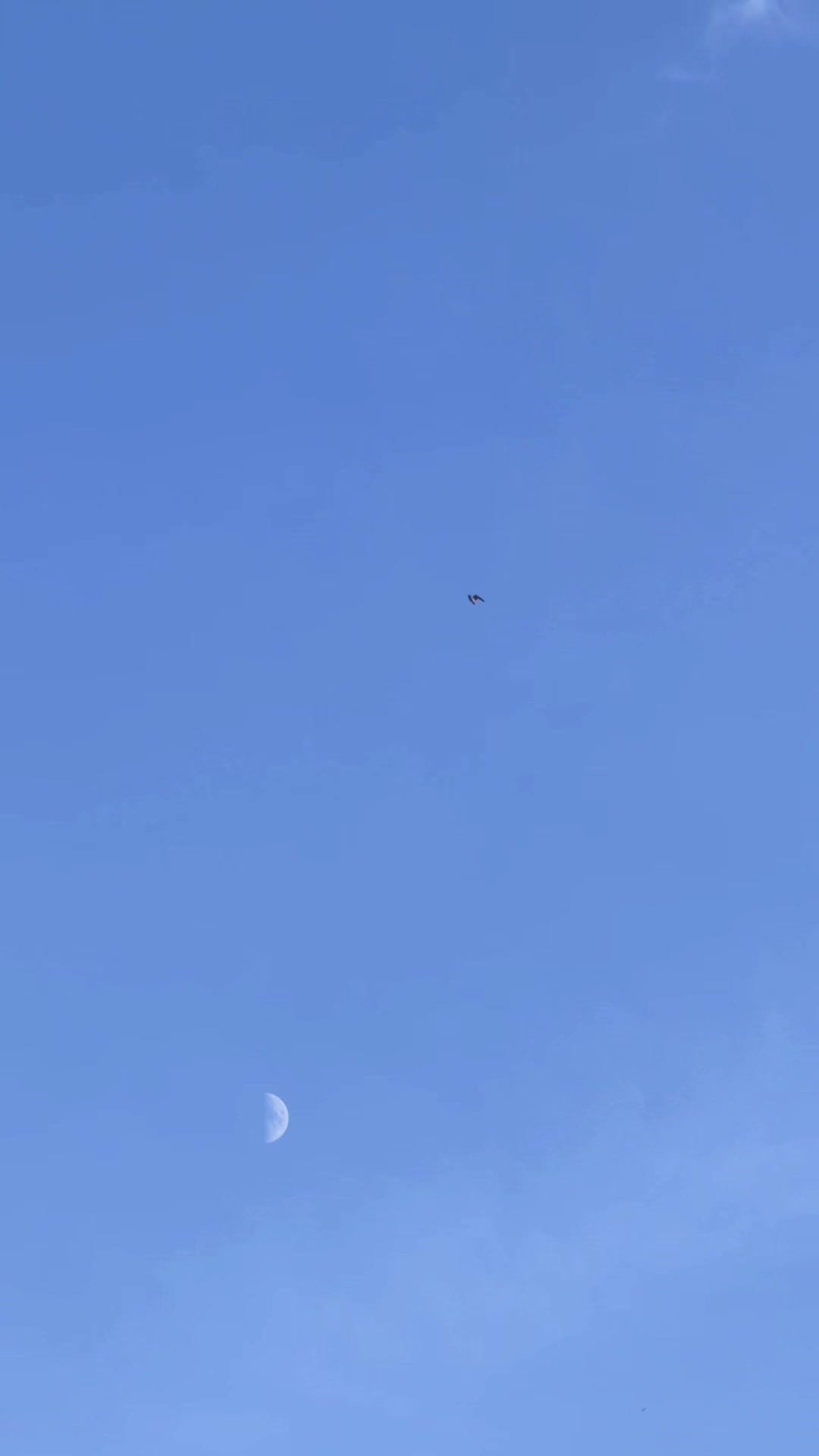 @DKB🇵🇰ĦighFlyerPigeonClub 🕊️