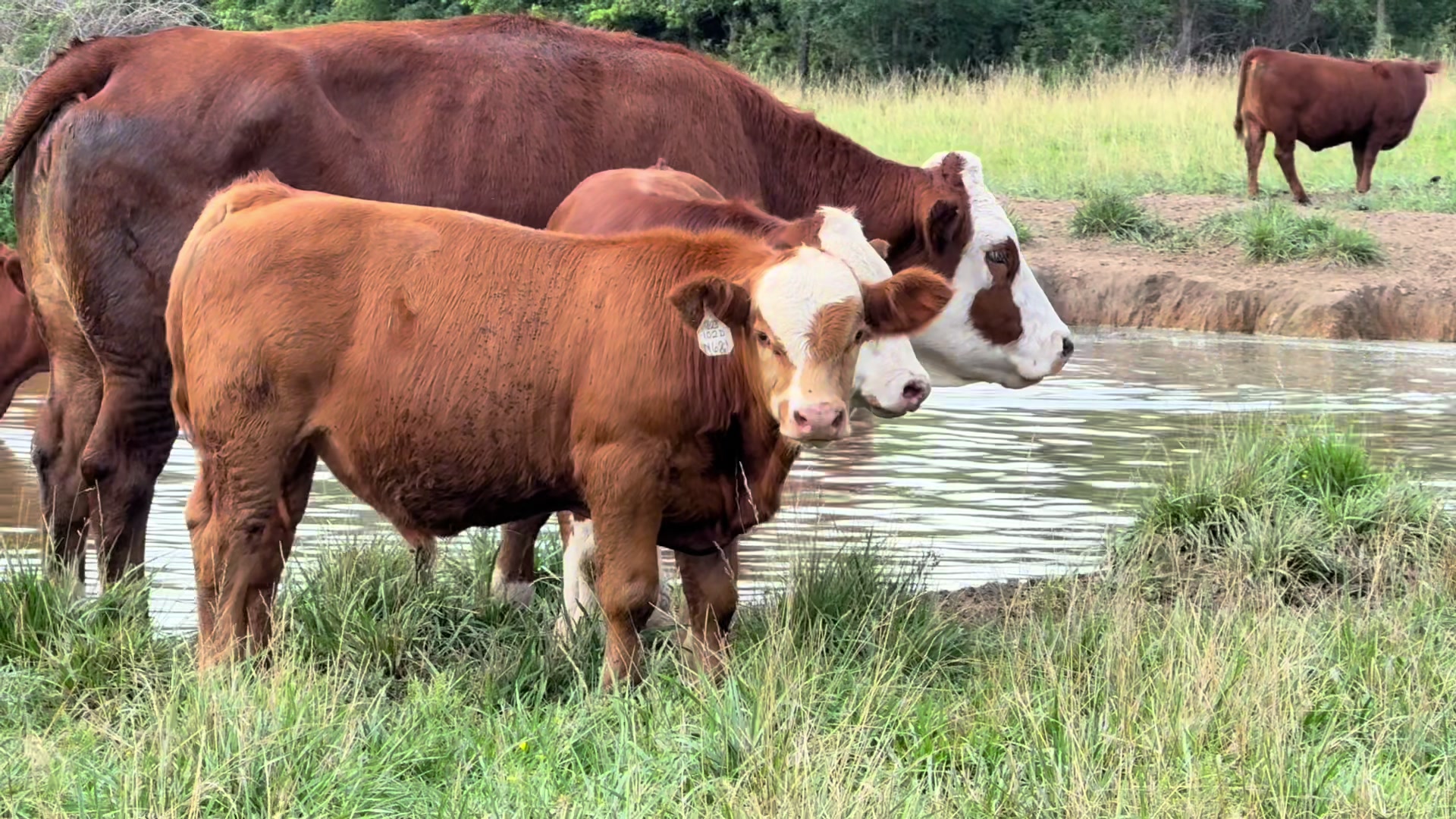@Massey Land & Cattle